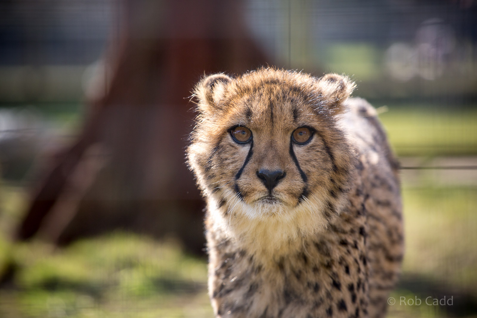 Cheetah : Hamerton : 07 Mar 2015