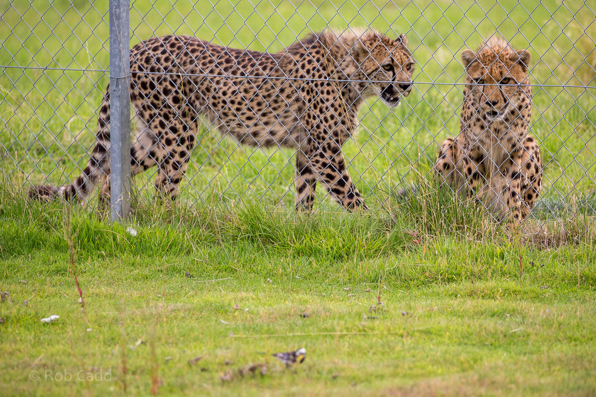 Cheetah : Hamerton : 09 Aug 2015