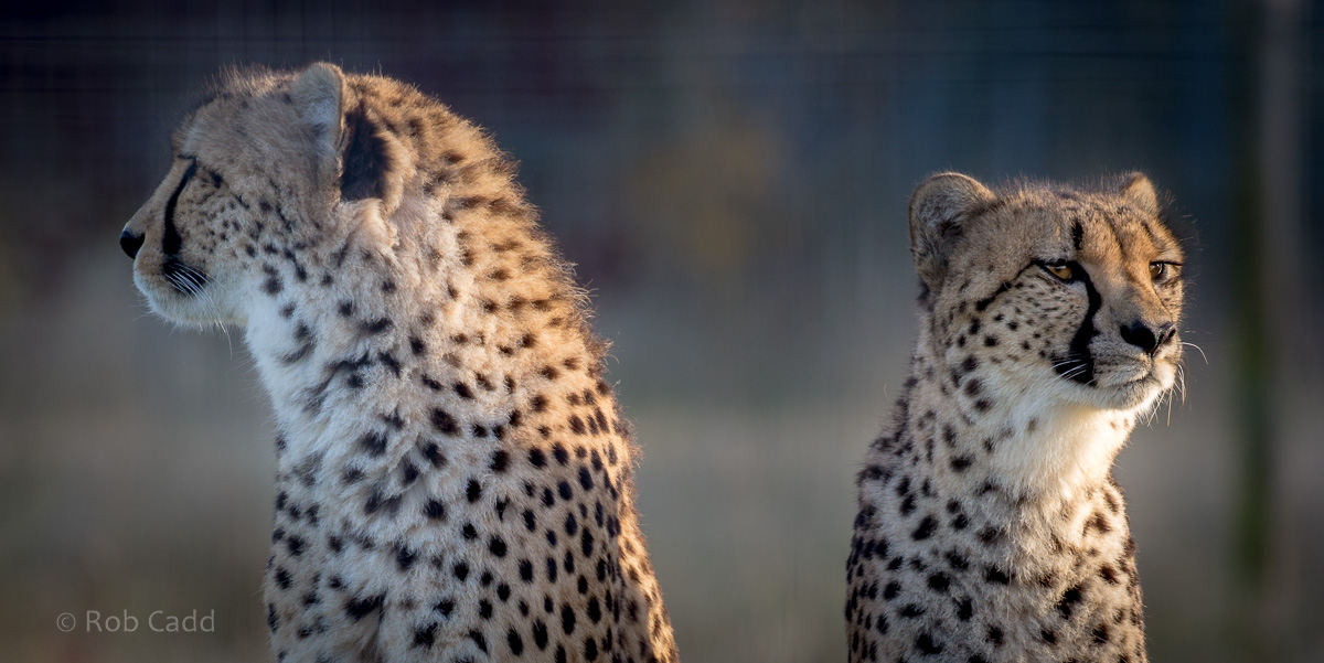 Cheetah : Hamerton : 13 Nov 2016
