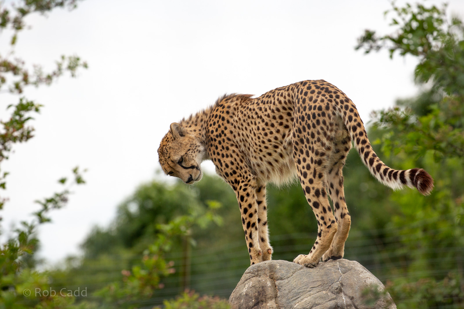 Cheetah : Hamerton : 15 Jun 2018