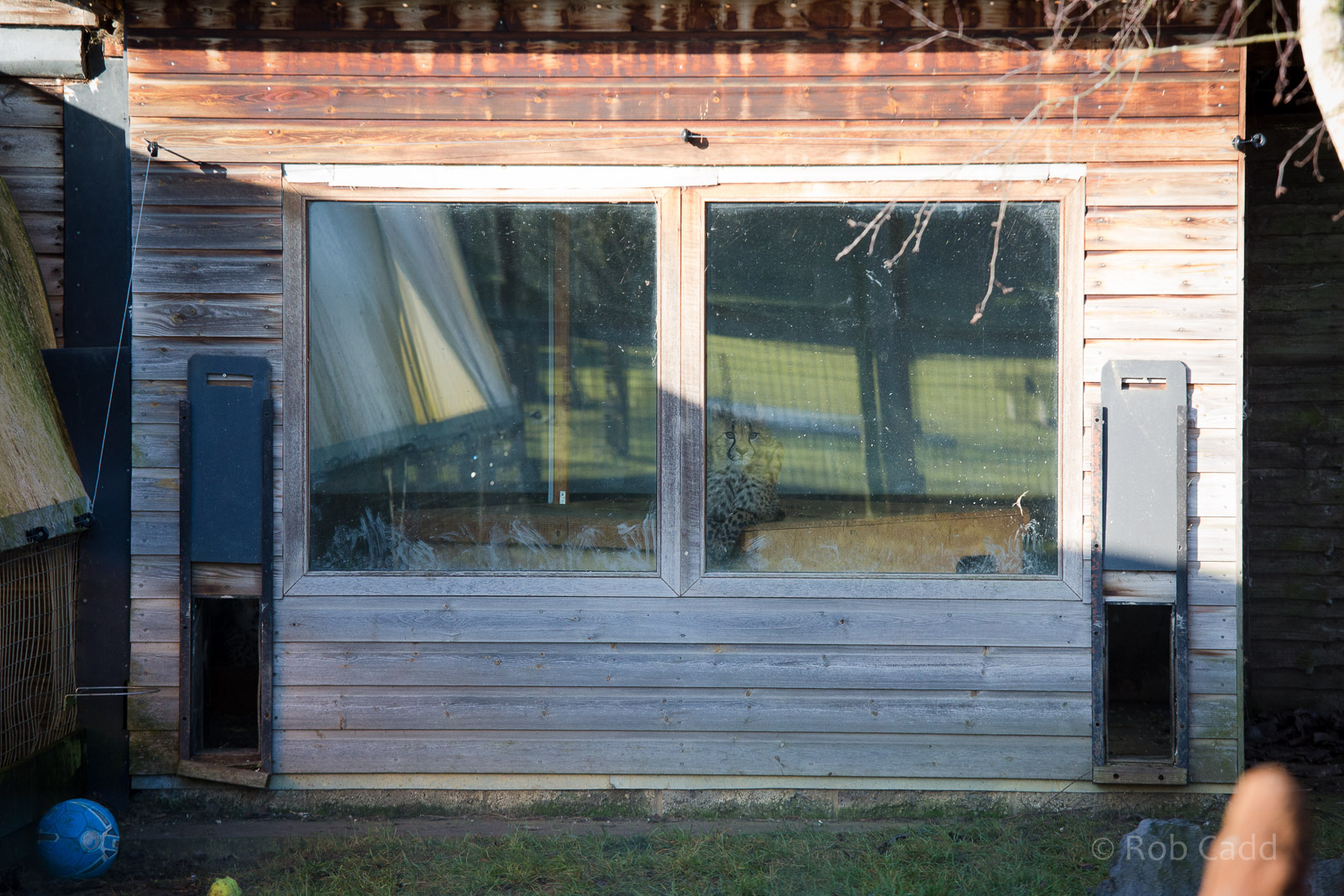 Cheetah : Hamerton : 18 Jan 2015