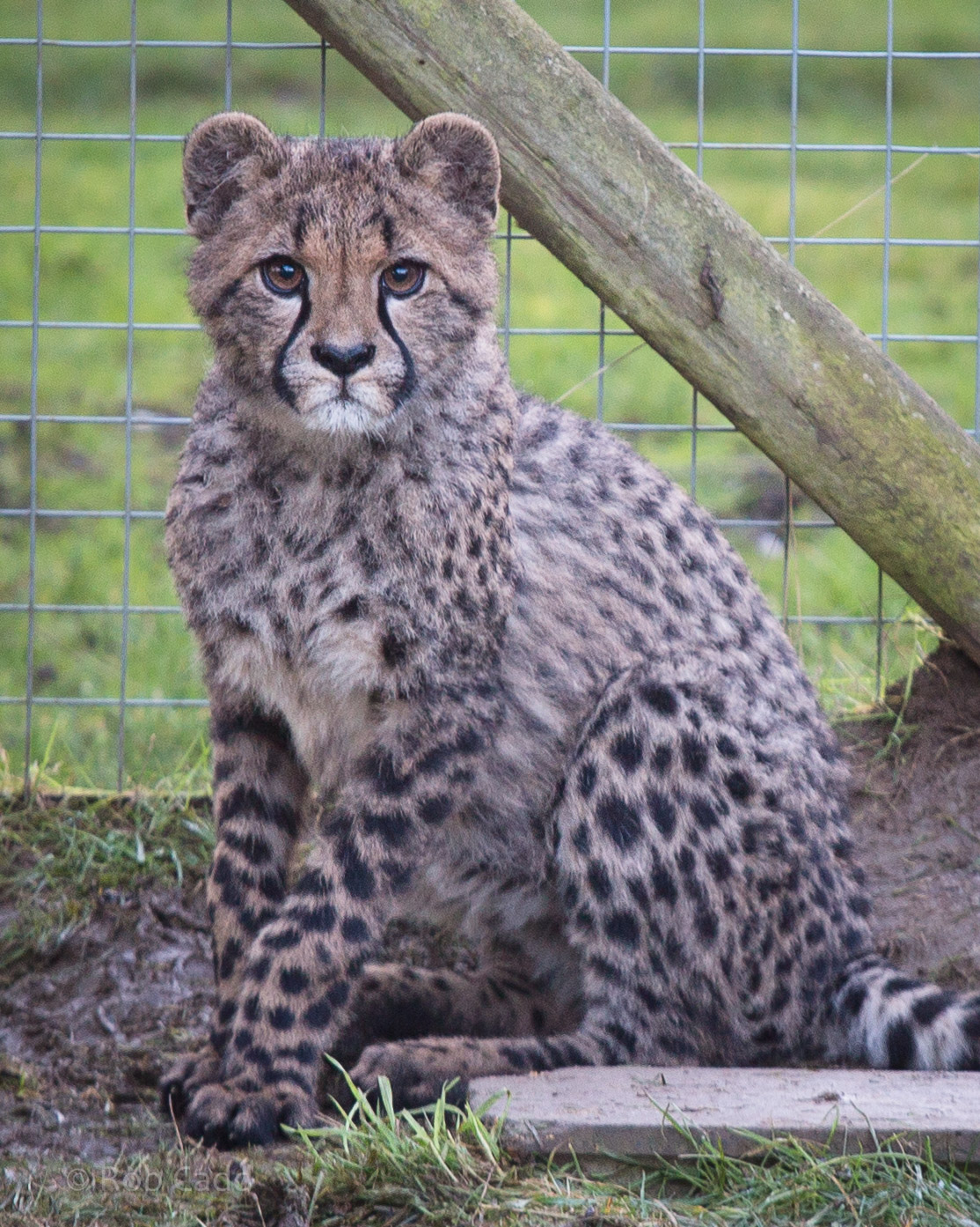 Cheetah : Hamerton : 18 Jan 2015