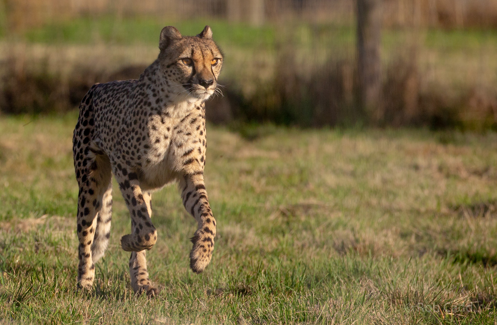 Cheetah : Hamerton : 21 Oct 2018