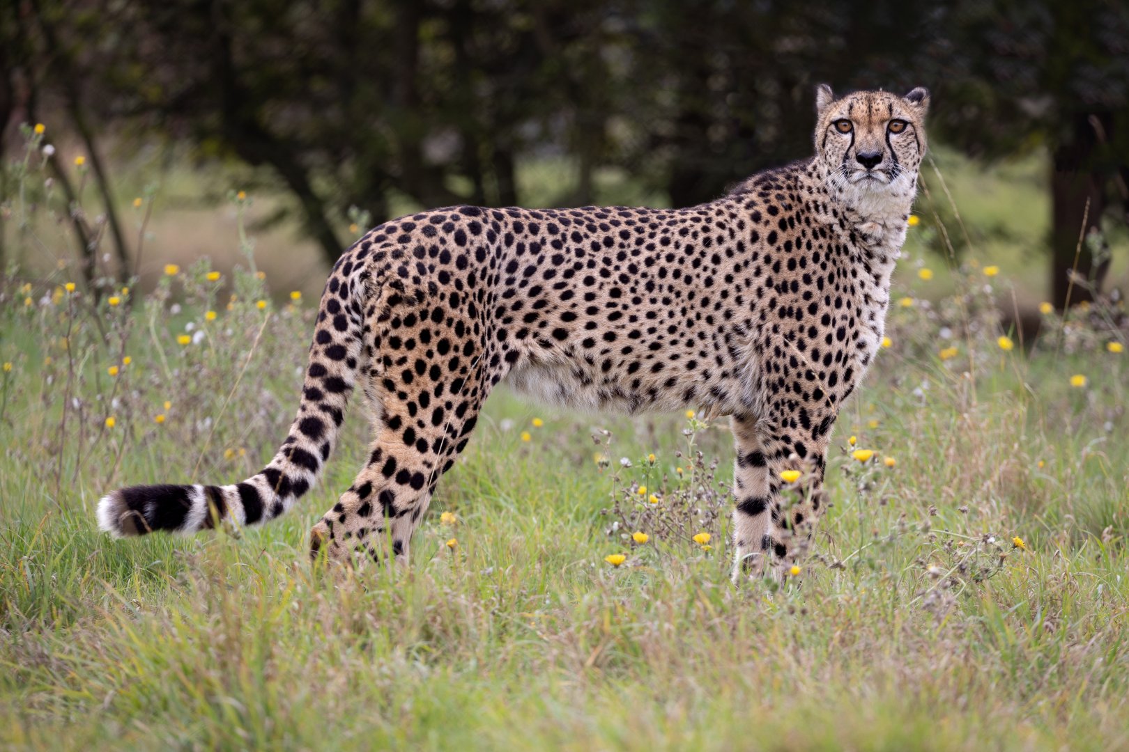 Cheetah / Hamerton / 23-10-21