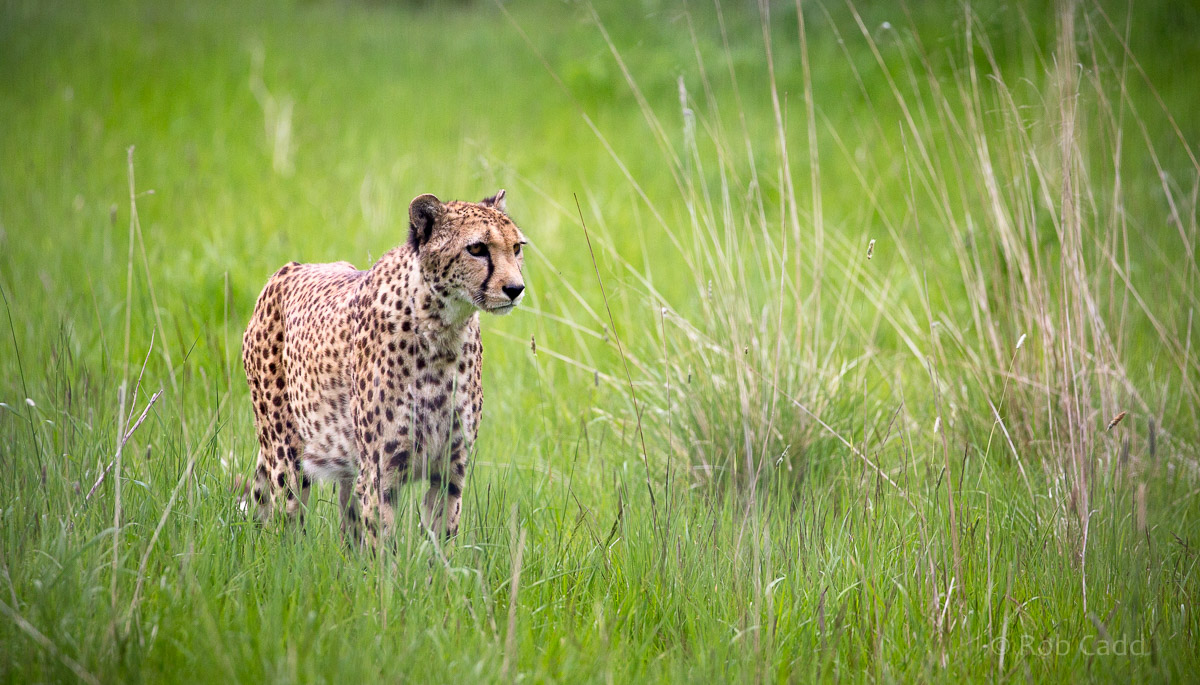 Cheetah : Hamerton : 25 May 2015