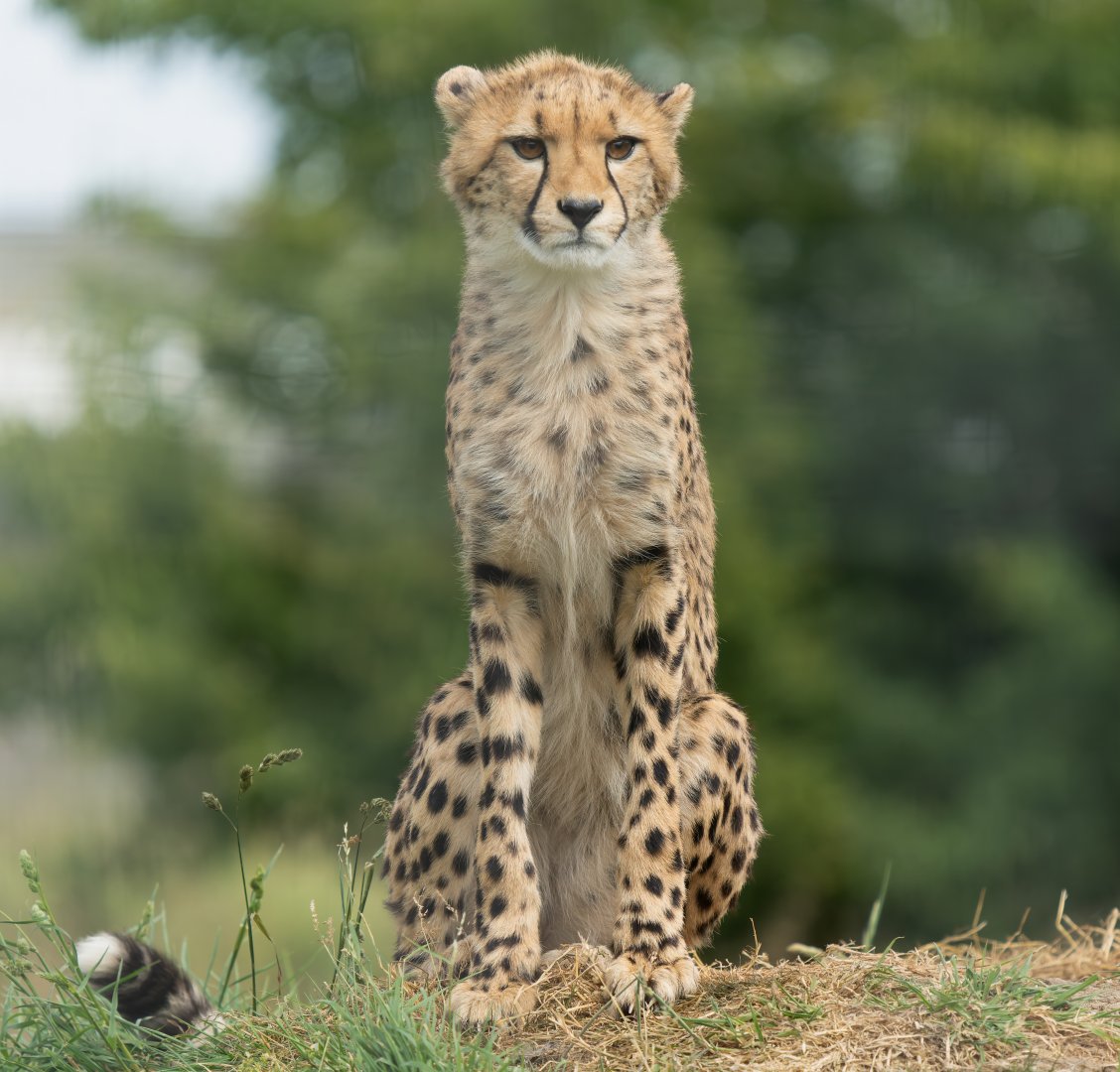 Cheetah, Hamerton, UK