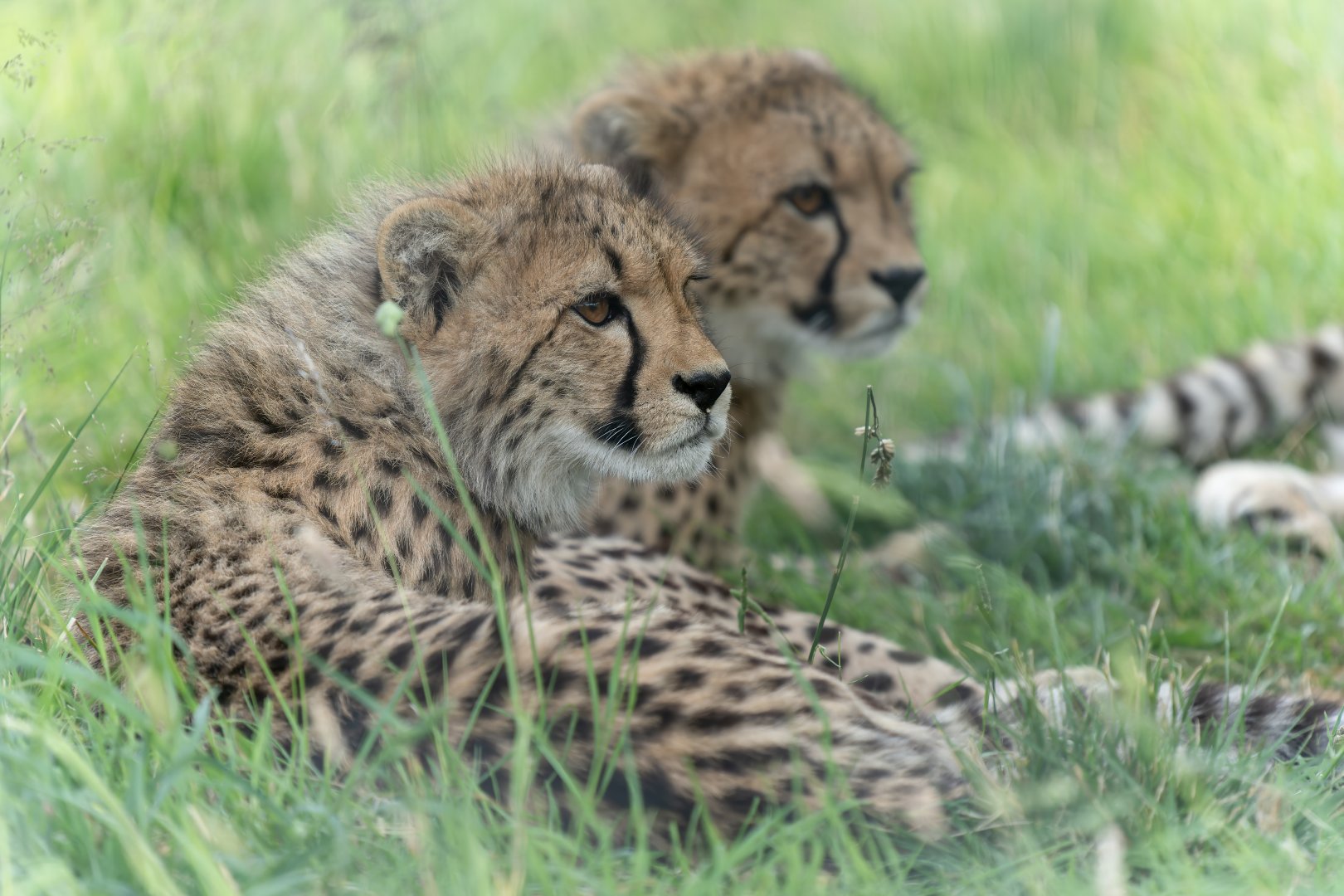 Cheetah, Hamerton, UK