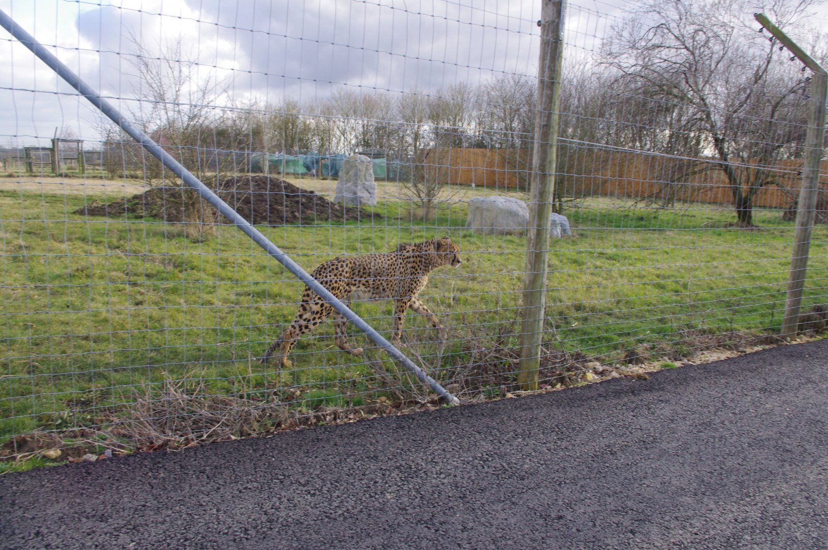 Cheetah- Hamerton Zoo Park 6/3/2022