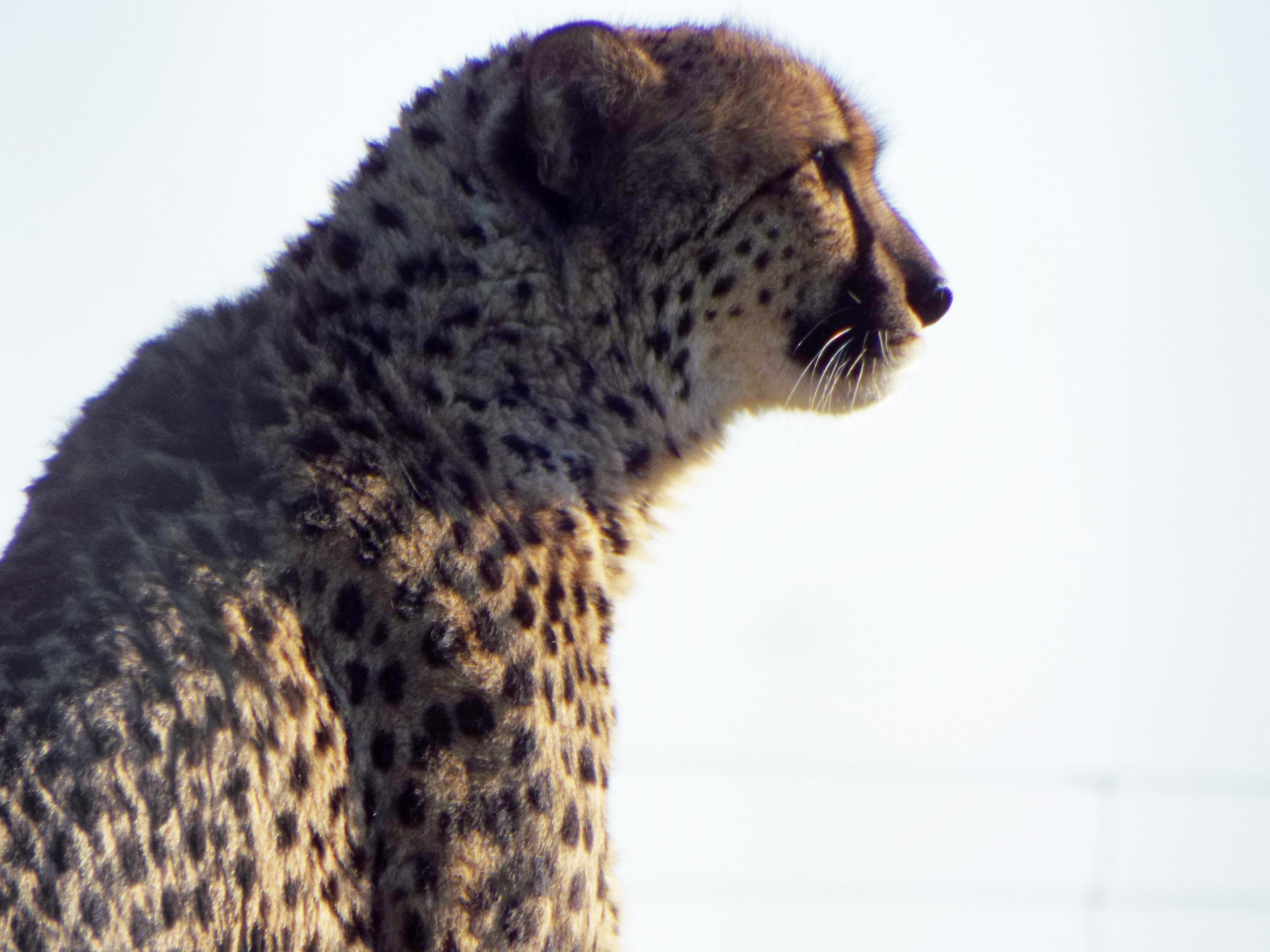 Cheetah Hamerton Zoo Park