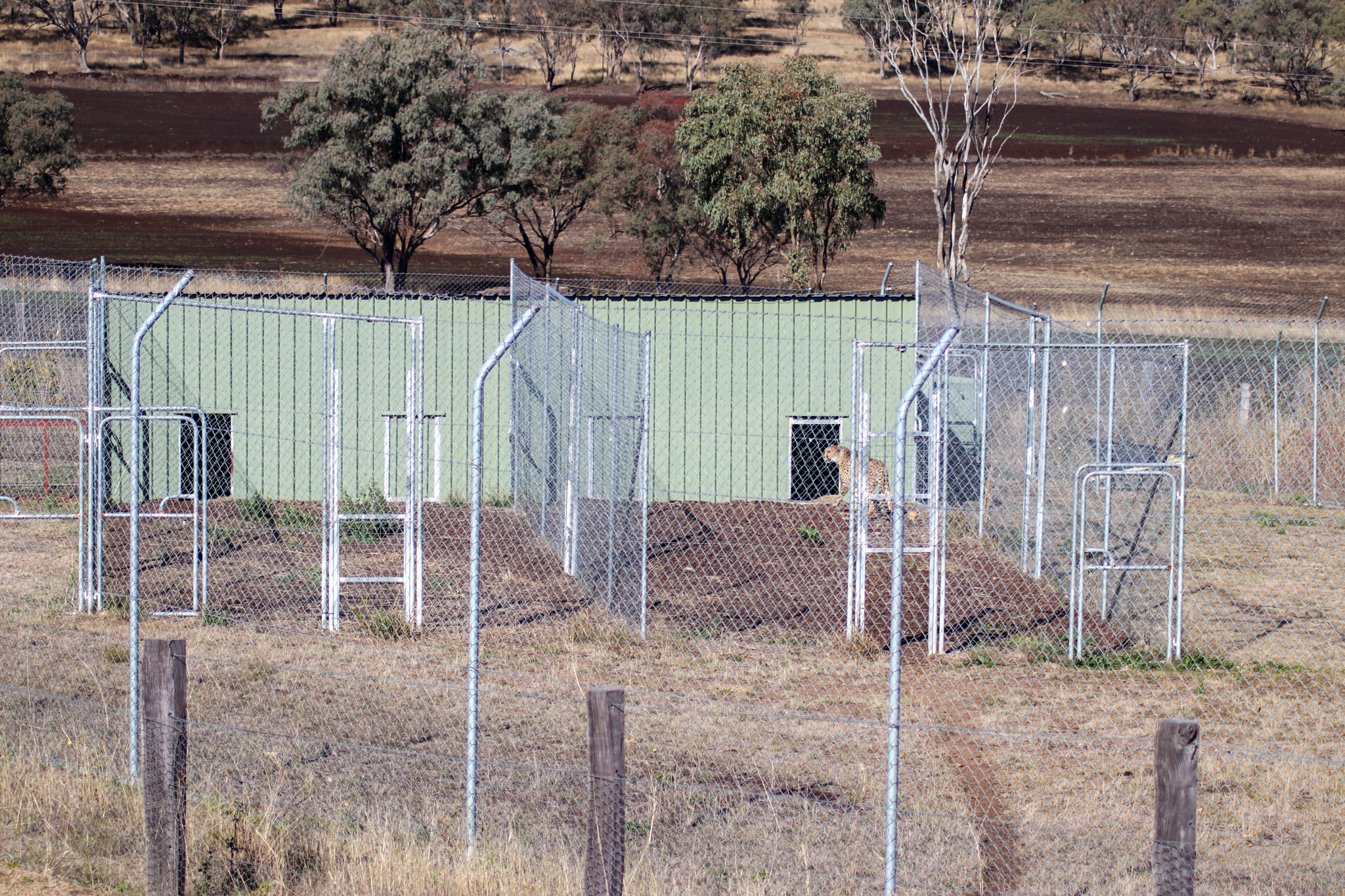 Cheetah Holding Area