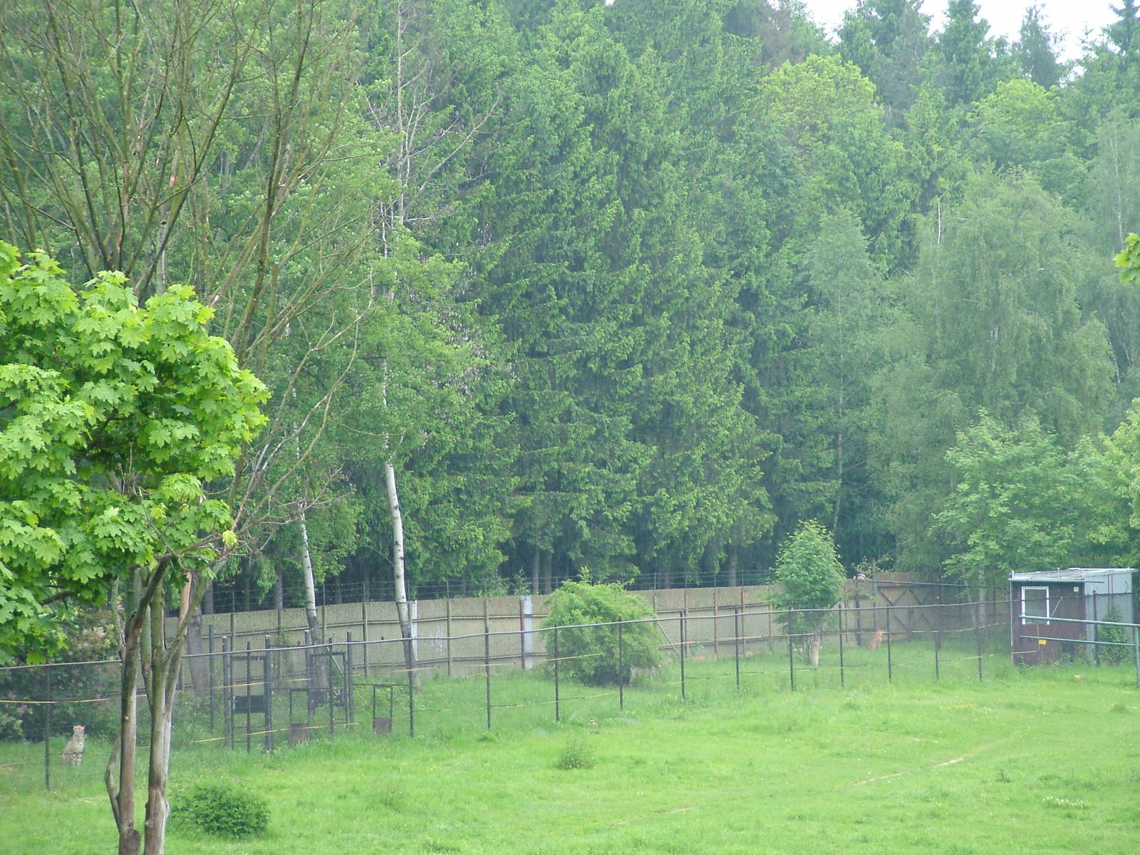 Cheetah Holding Pens at Olomouc 30/05/09