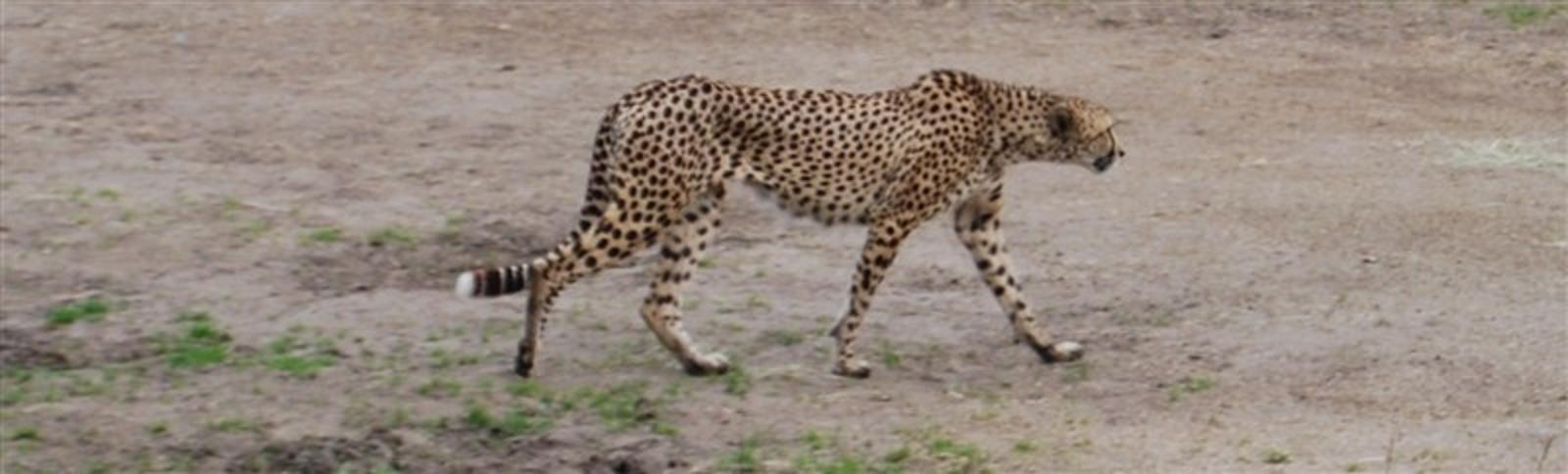 Cheetah in Boras Zoo