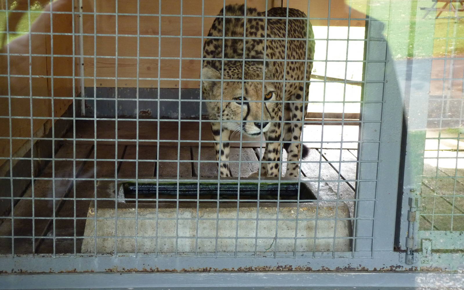 Cheetah in Housing
