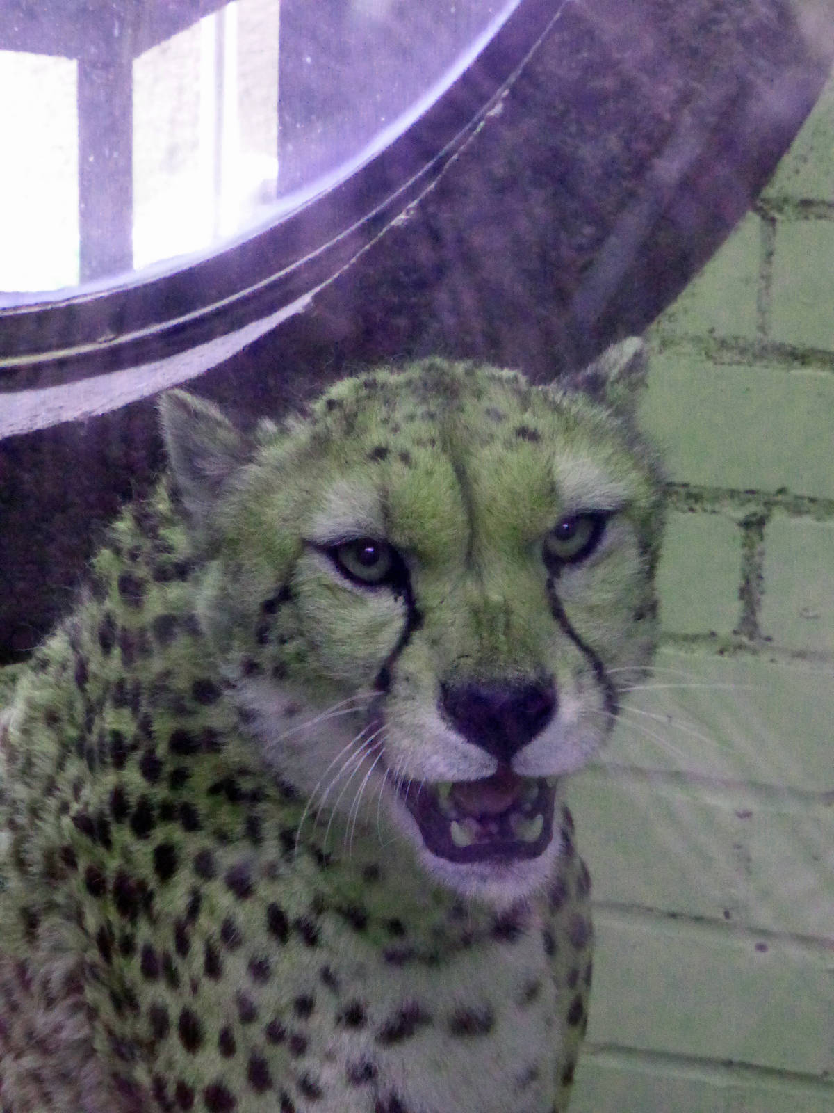 Cheetah in its new surroundings