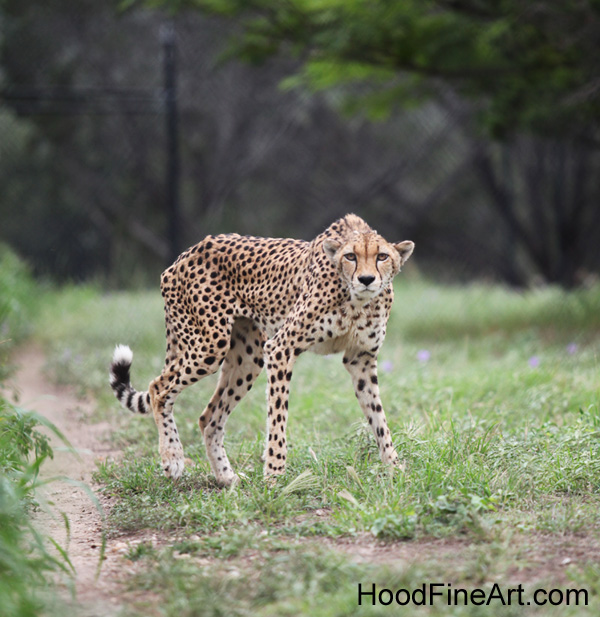 Cheetah (in off exhibit area)