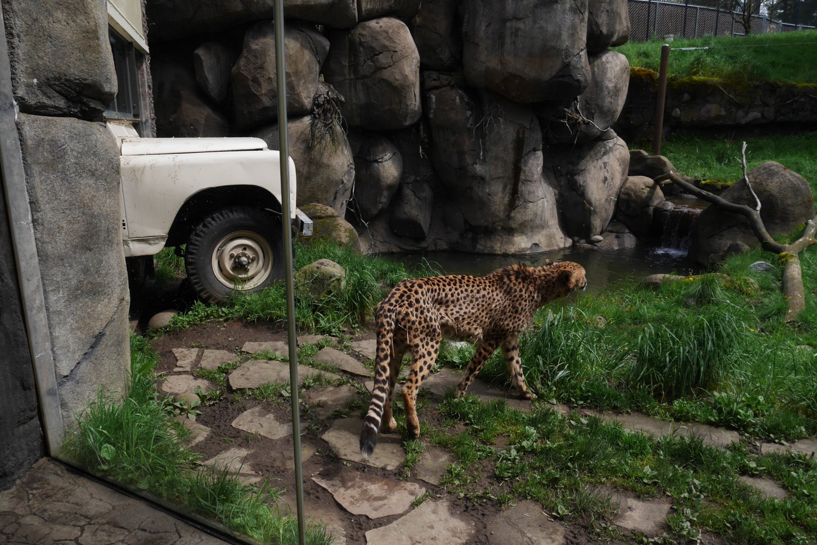 Cheetah in Predators of the Serengeti - My First US Zoo Trip