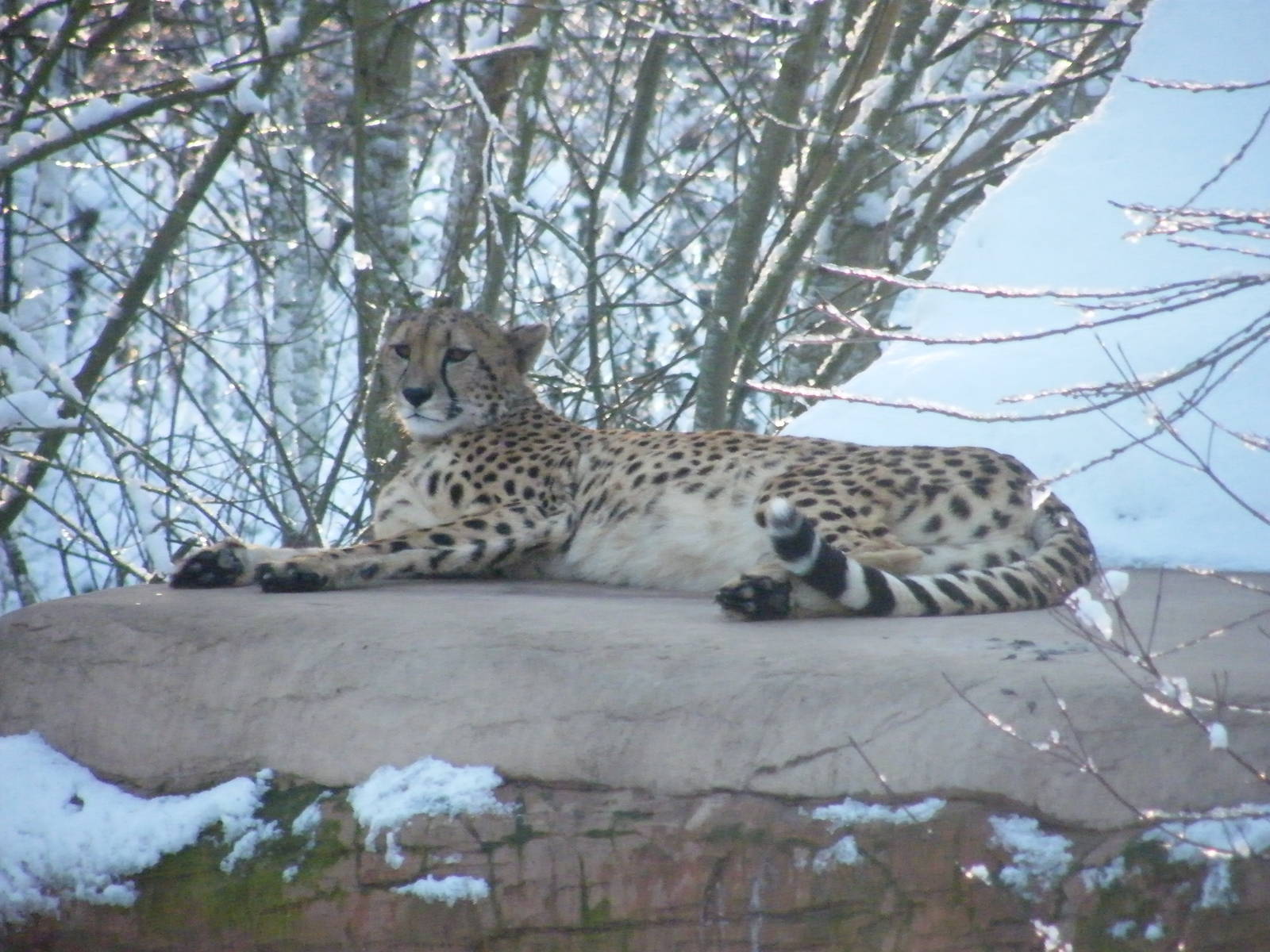 Cheetah in snow
