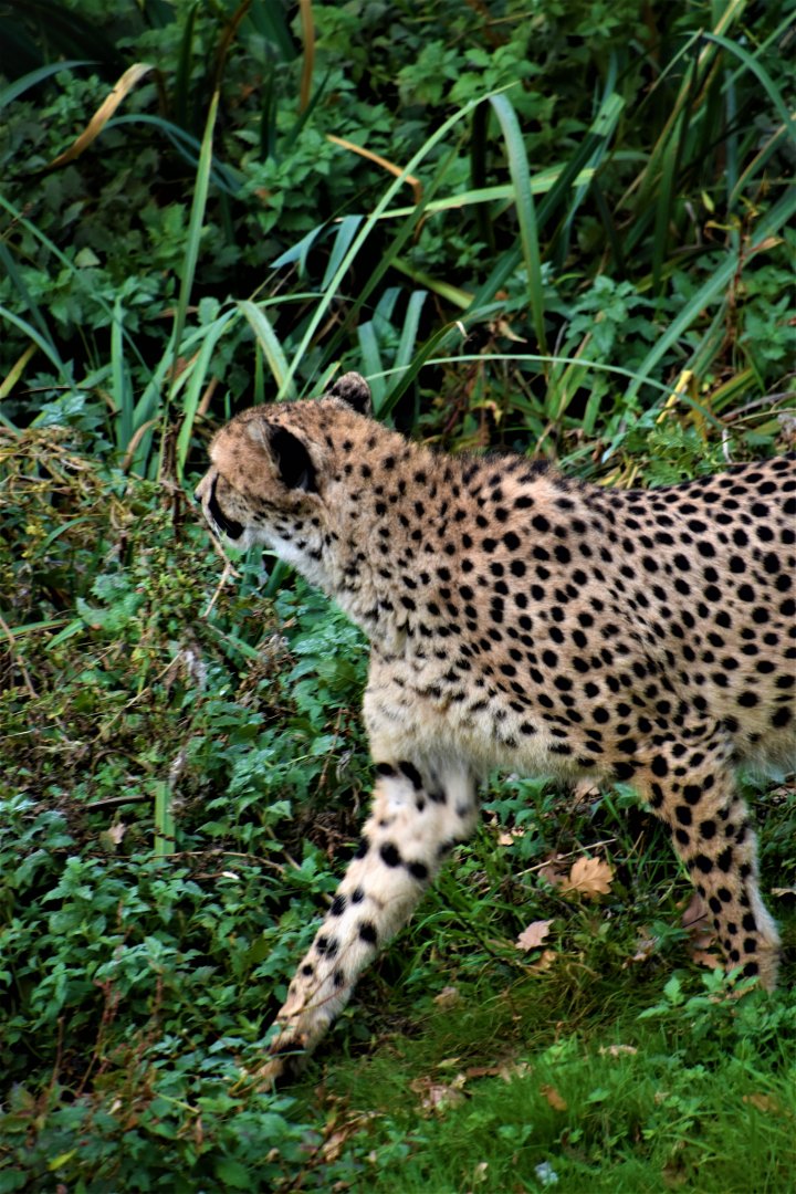 Cheetah in the grass