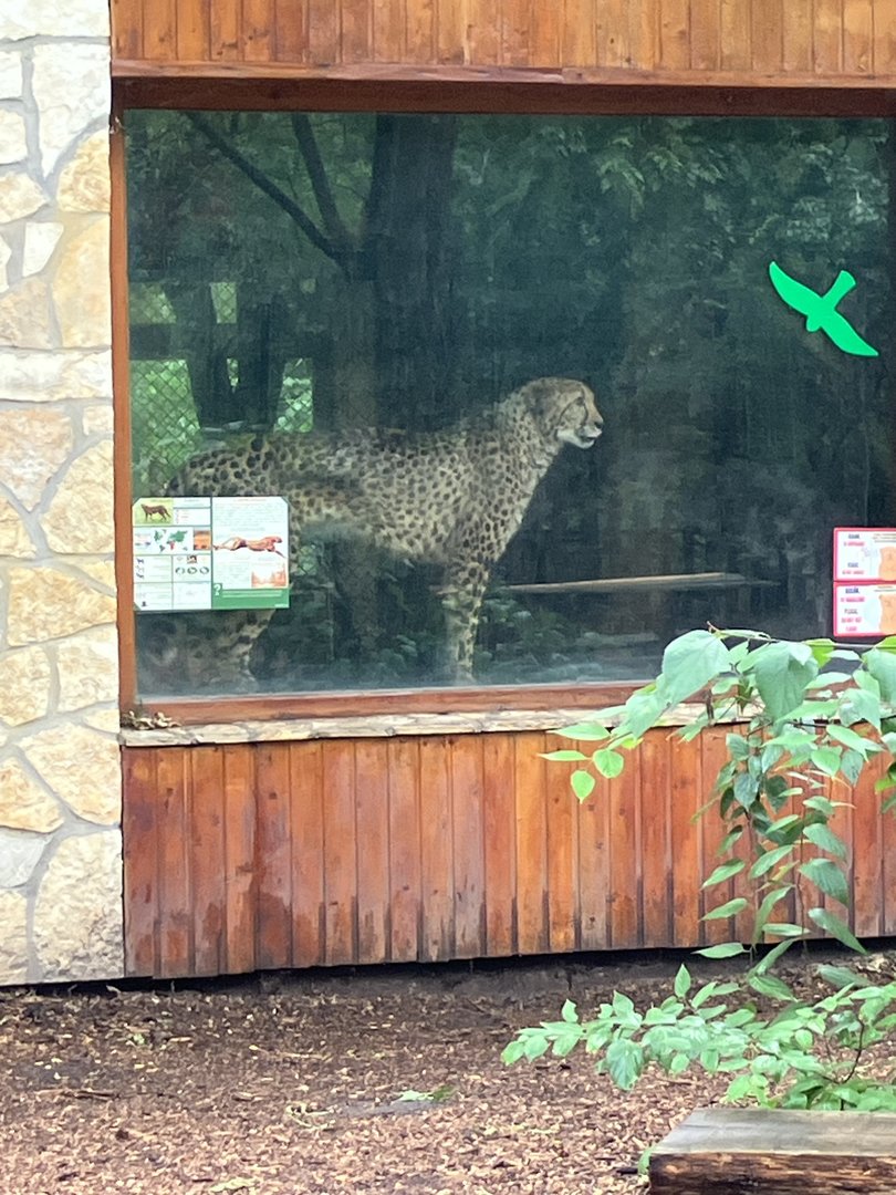 Cheetah in the indoors