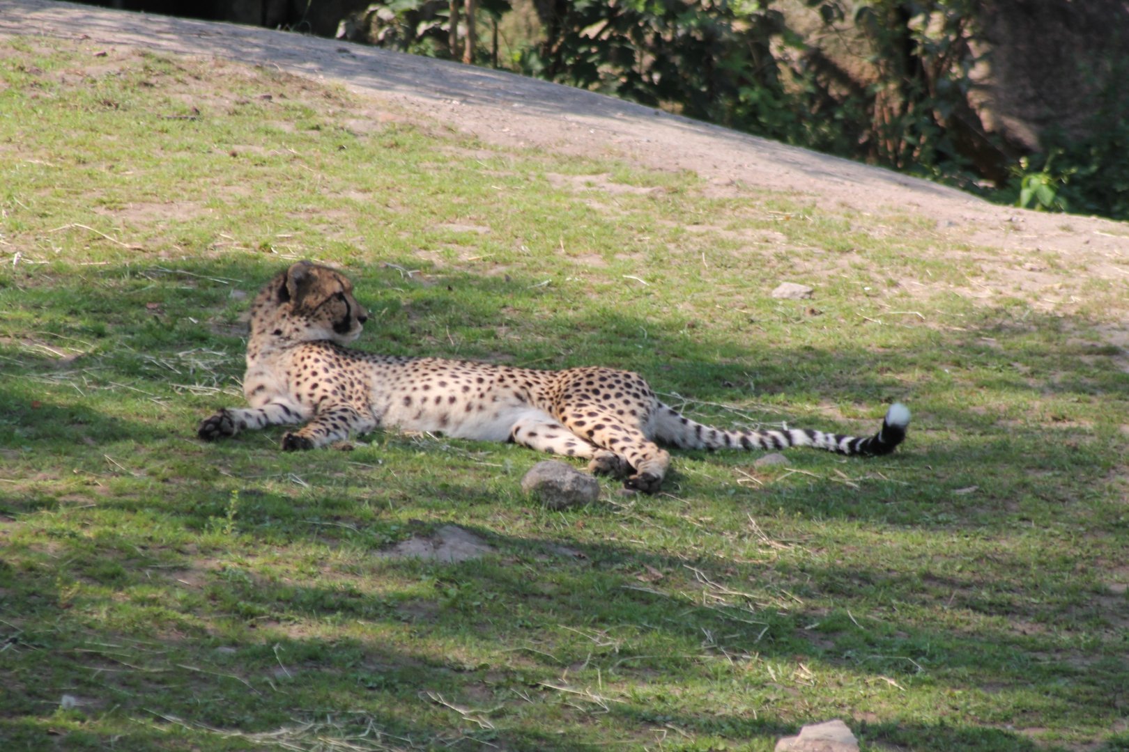 Cheetah in the shade