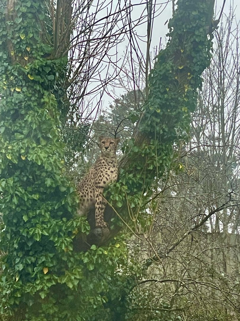 Cheetah in tree 140225