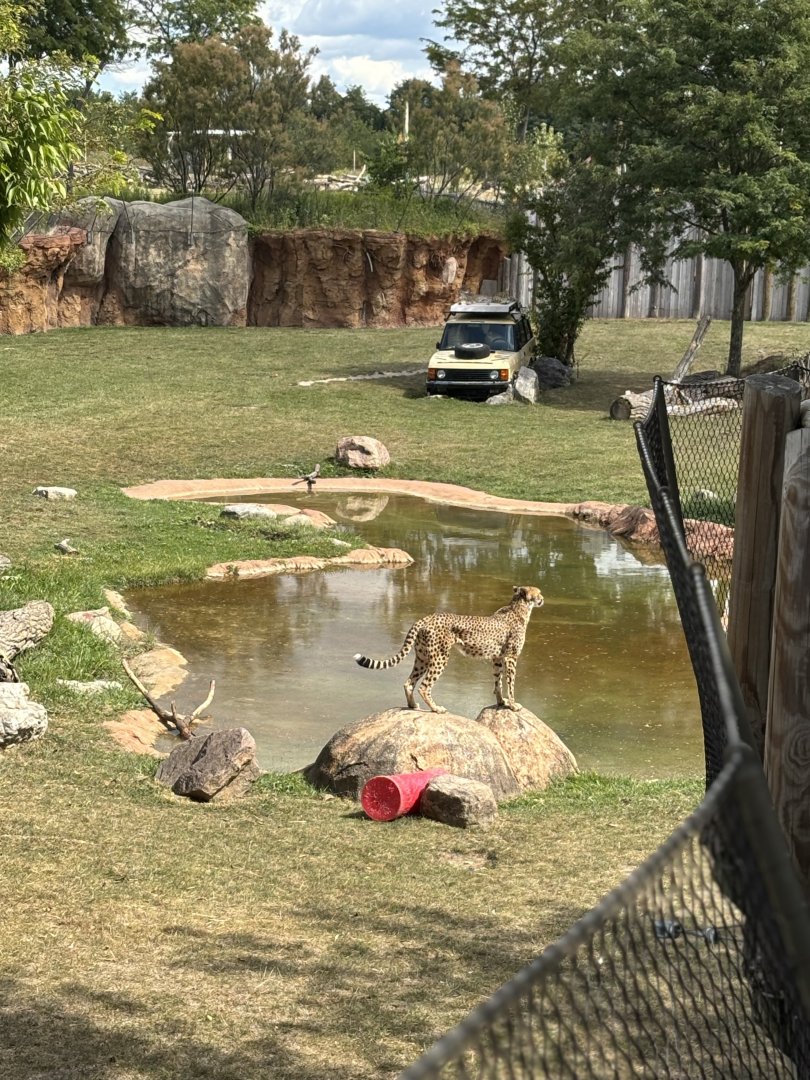 Cheetah in Waterhole Exhibit