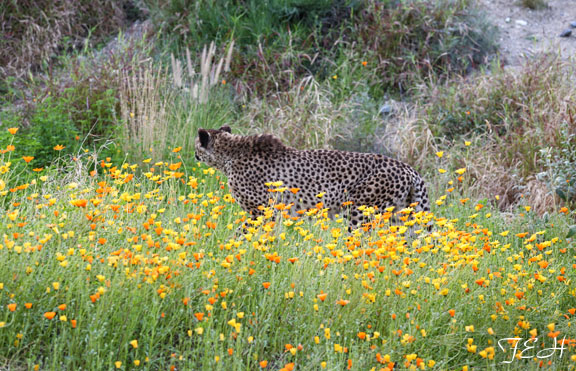 cheetah in wildflowers