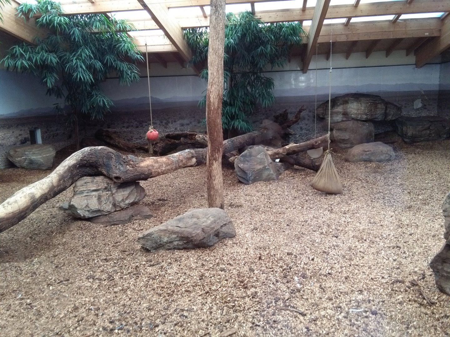 Cheetah indoor exhibit