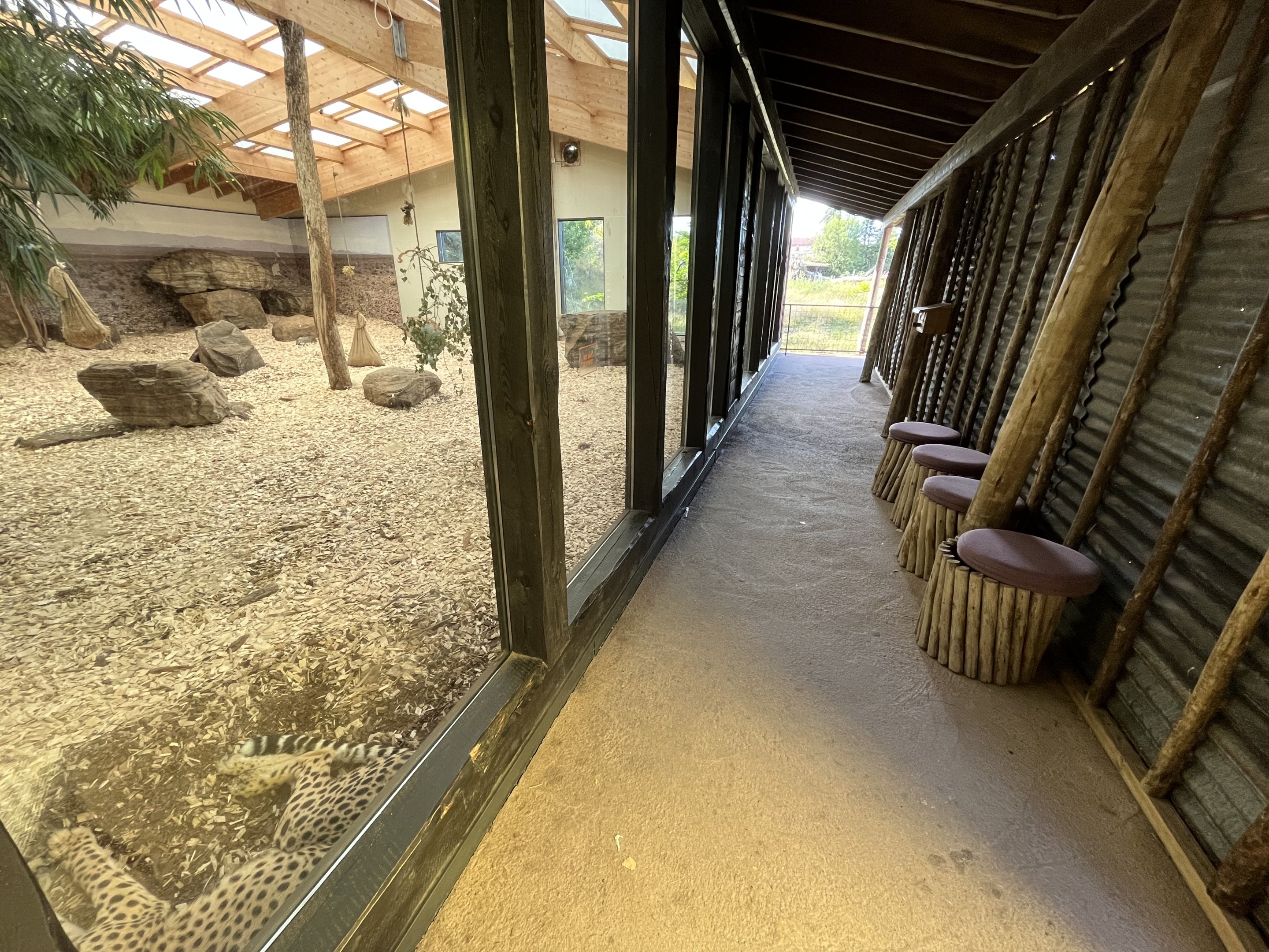 Cheetah Indoor Exhibit