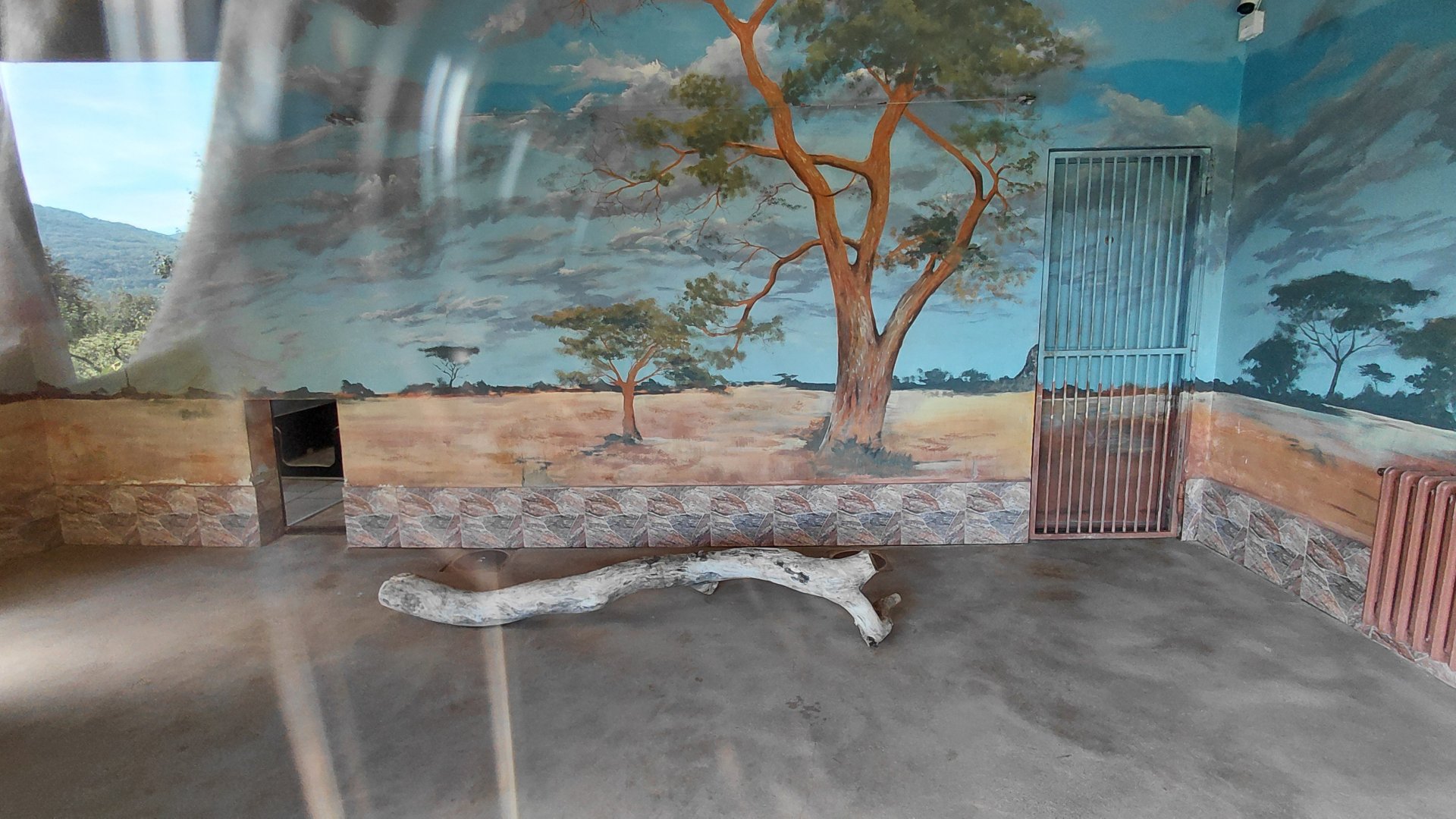 Cheetah indoor exhibit