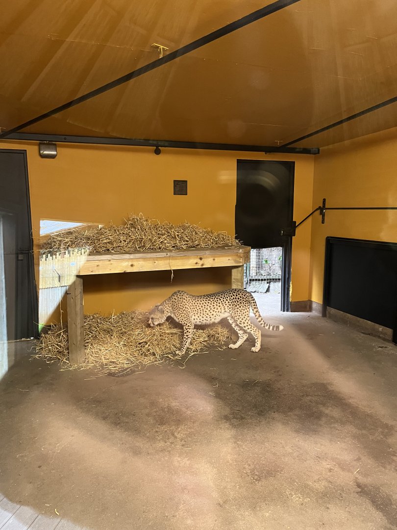 Cheetah indoors 25.8.24
