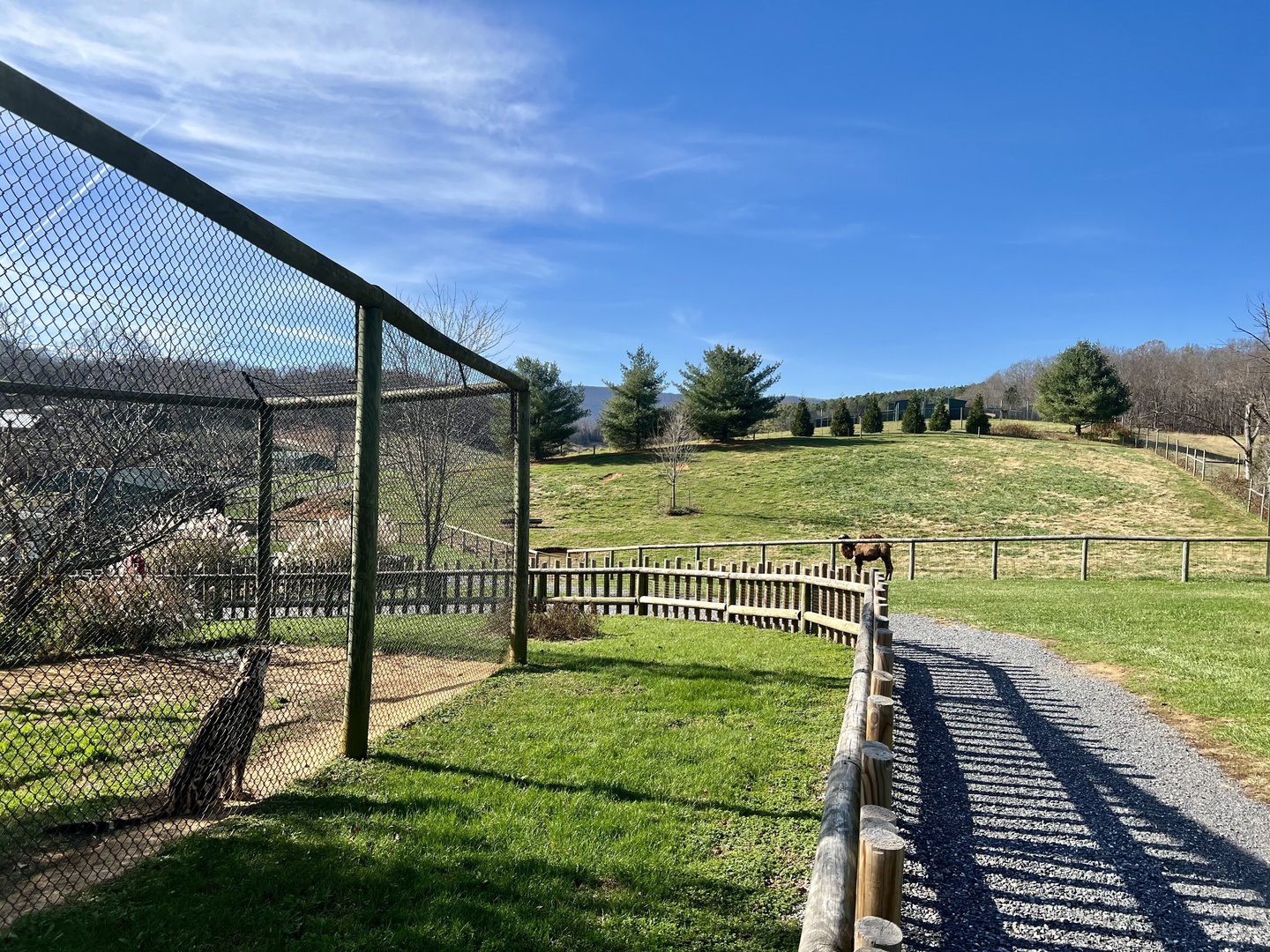 Cheetah intent on Camel