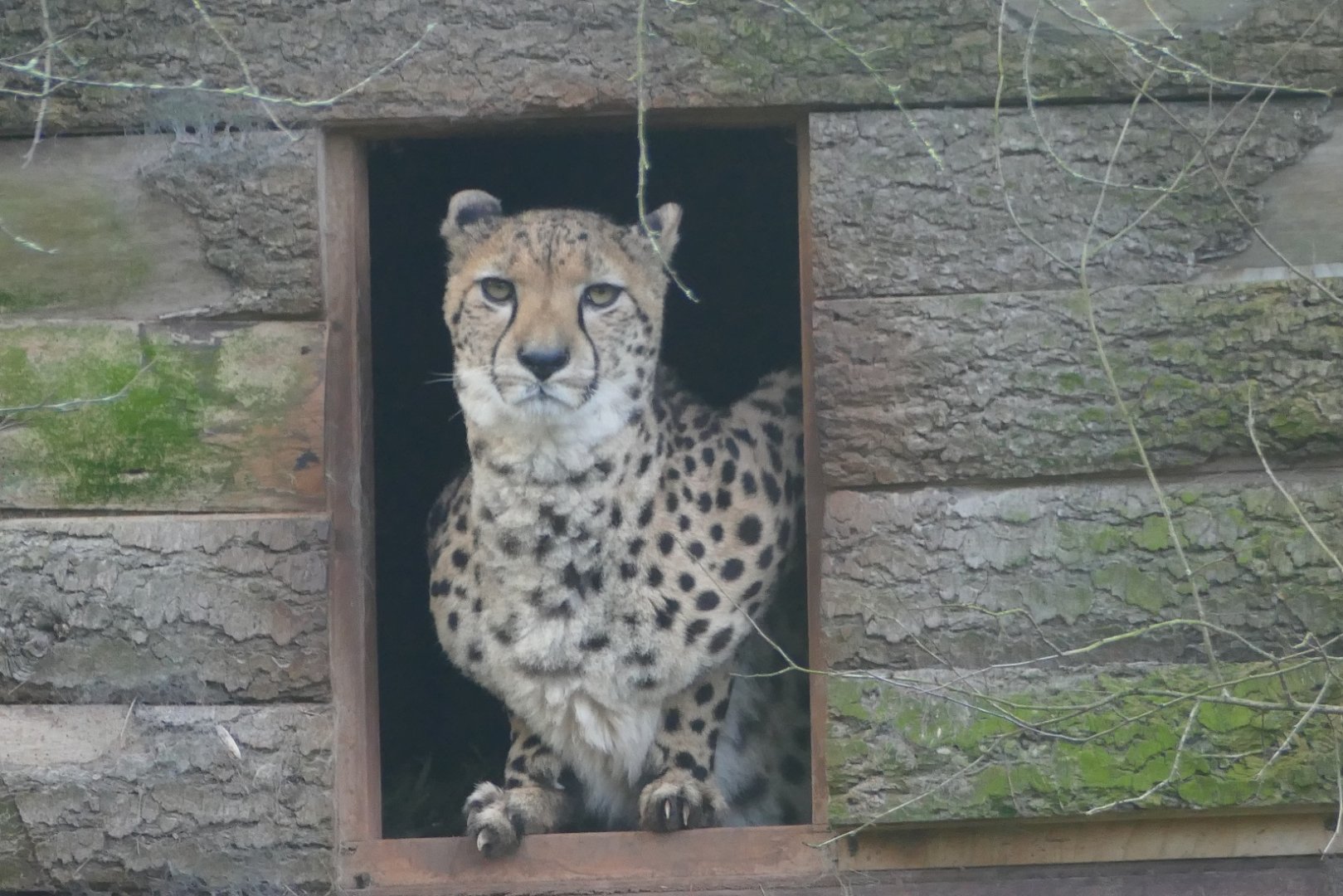 Cheetah, January 2021