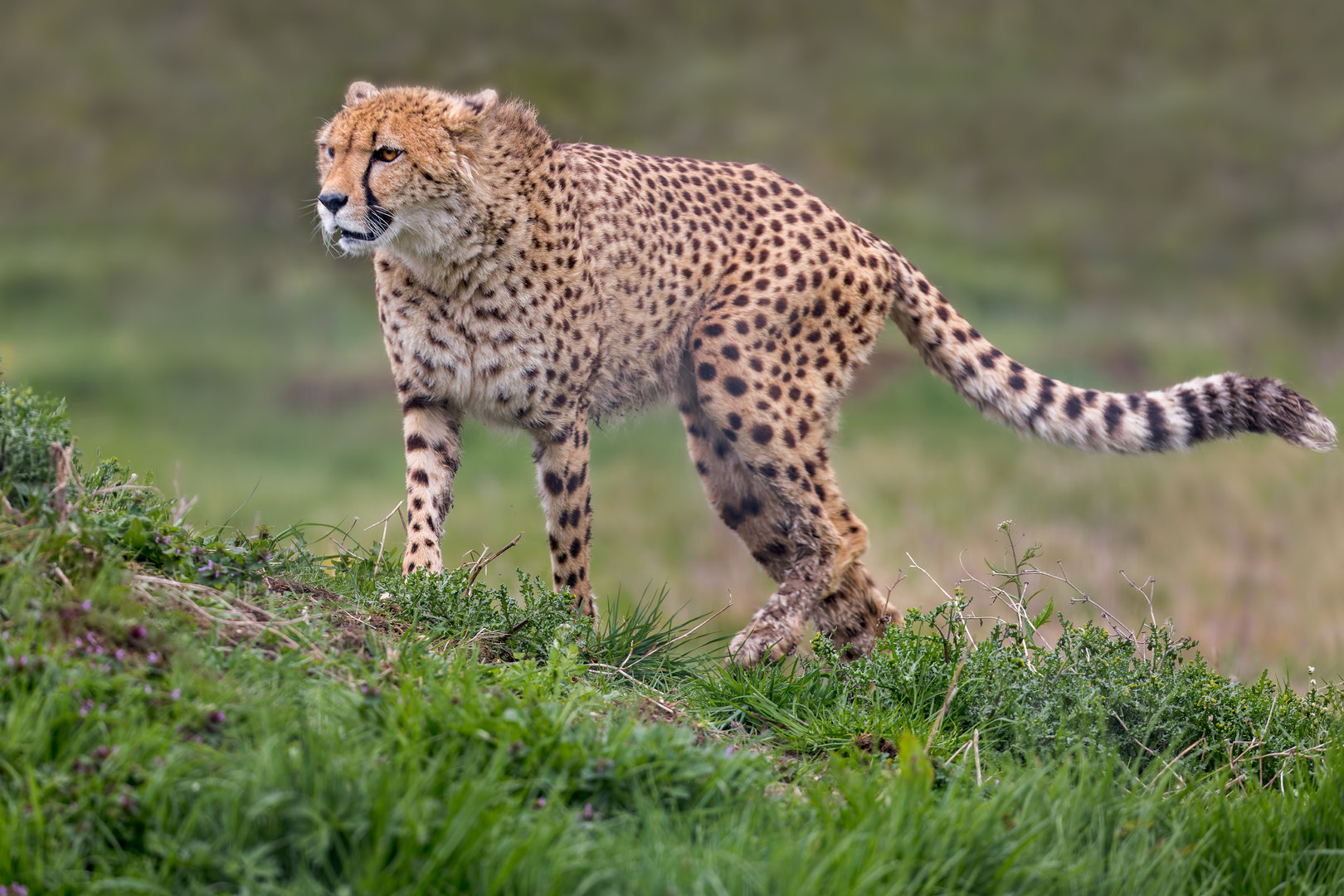 Cheetah - Jetts (f) / Hamerton / 11-4-23