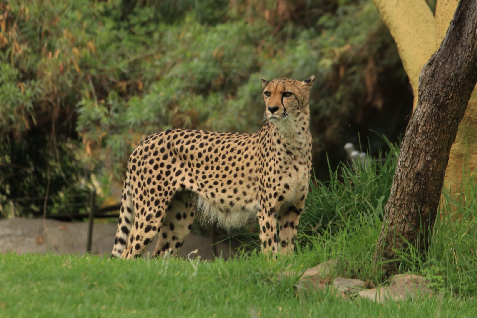 Cheetah (June 2019)