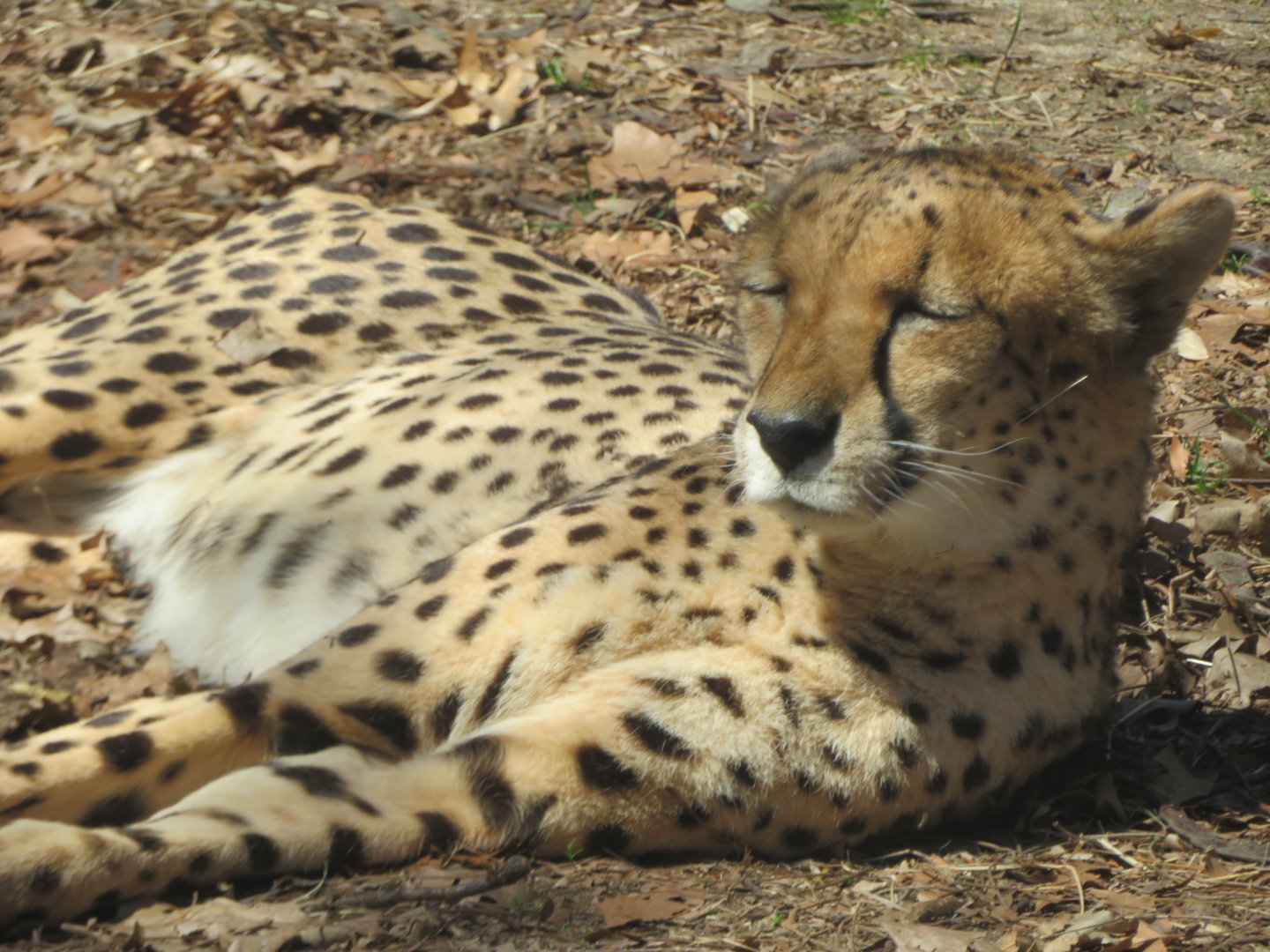 Cheetah (June 2020)