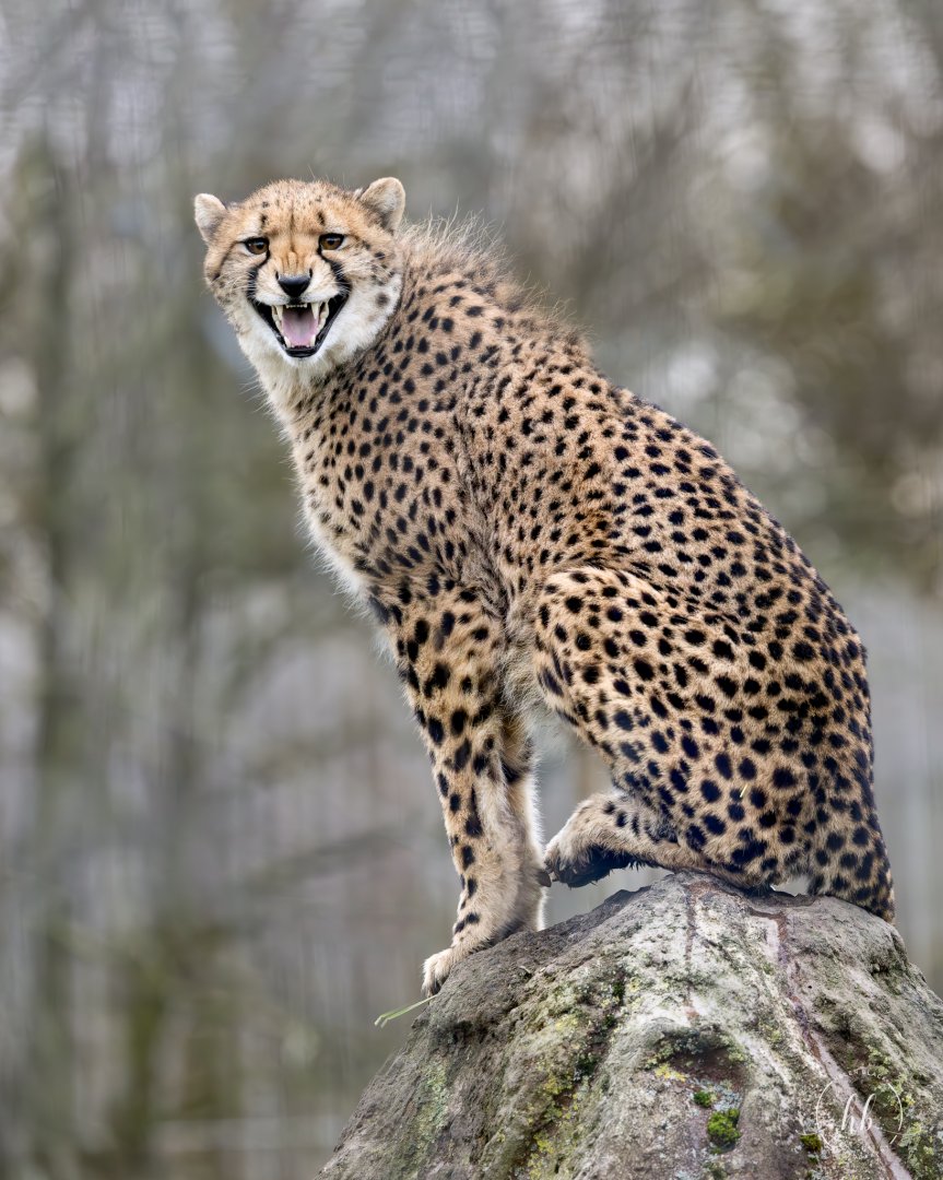 Cheetah Juvenile (Jett's cub) / Hamerton / 14-1-24