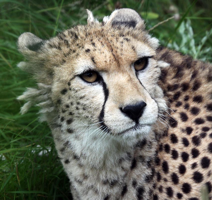 Cheetah - Kinky Tail