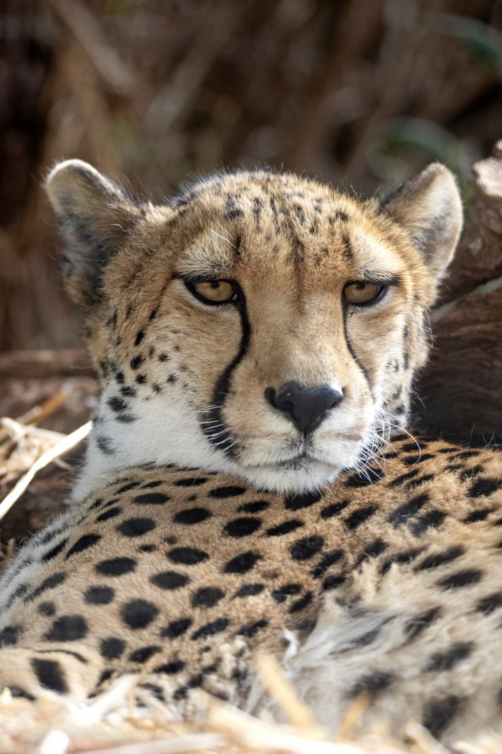 Cheetah 'Kulinda'