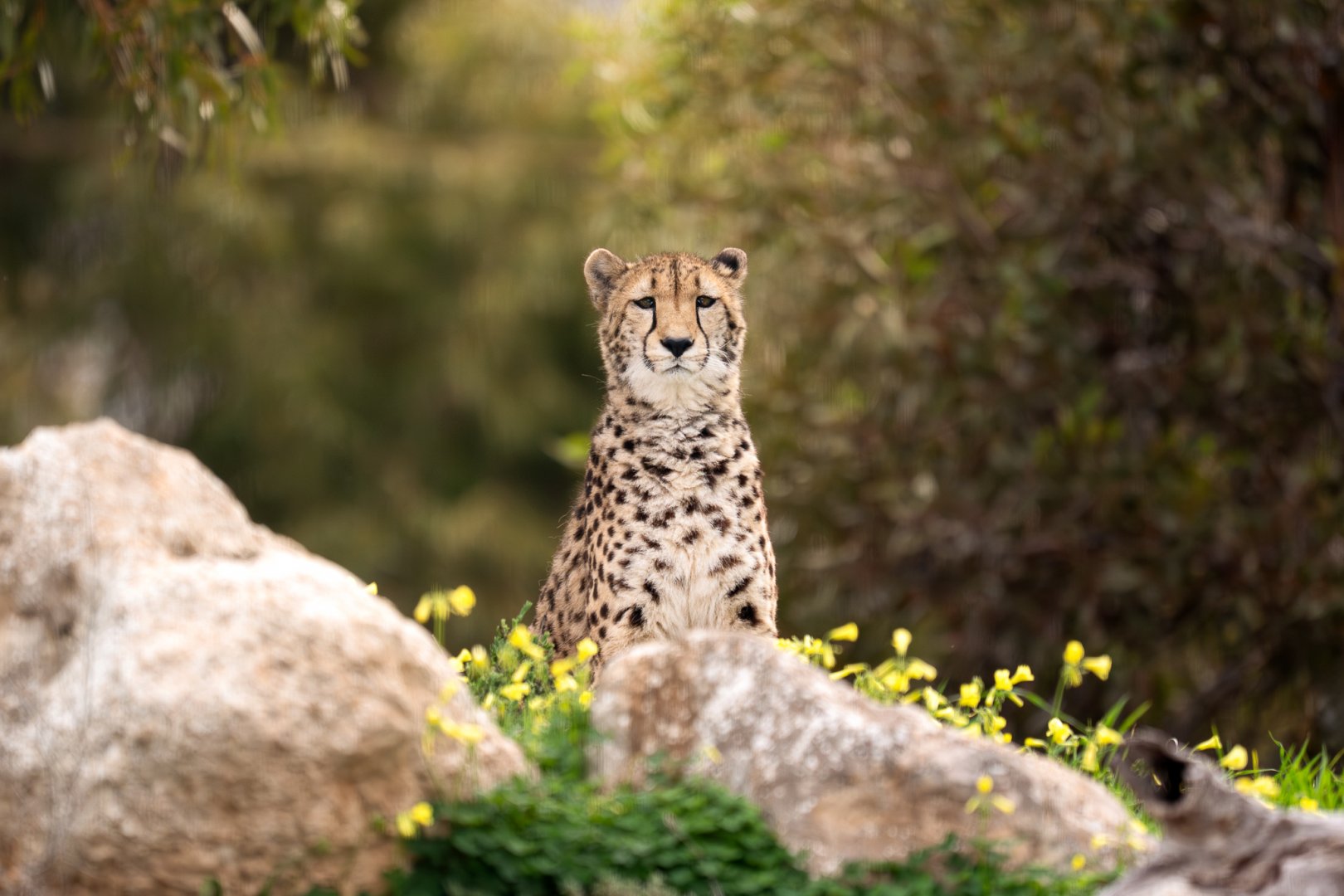 Cheetah 'Kwatile'