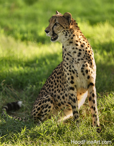 cheetah late afternoon