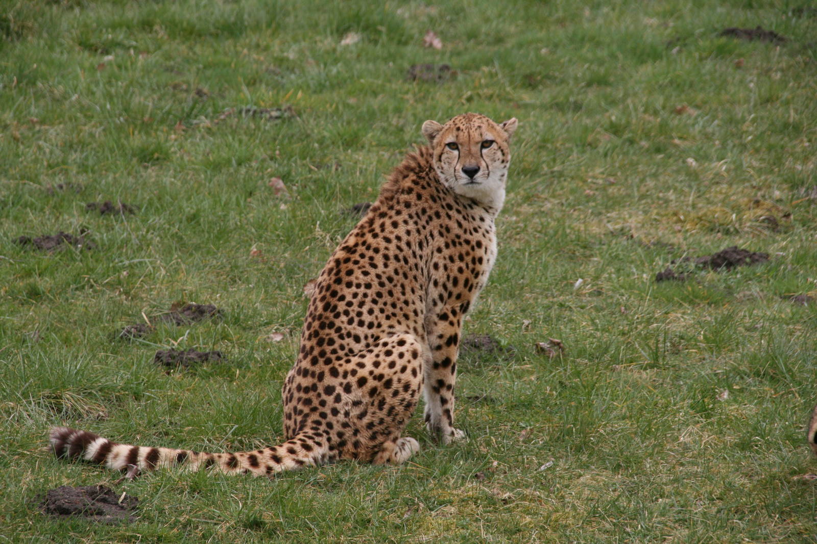 Cheetah male