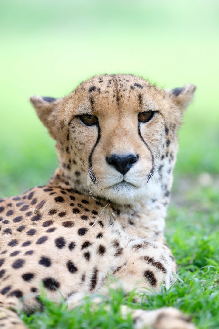 Cheetah male