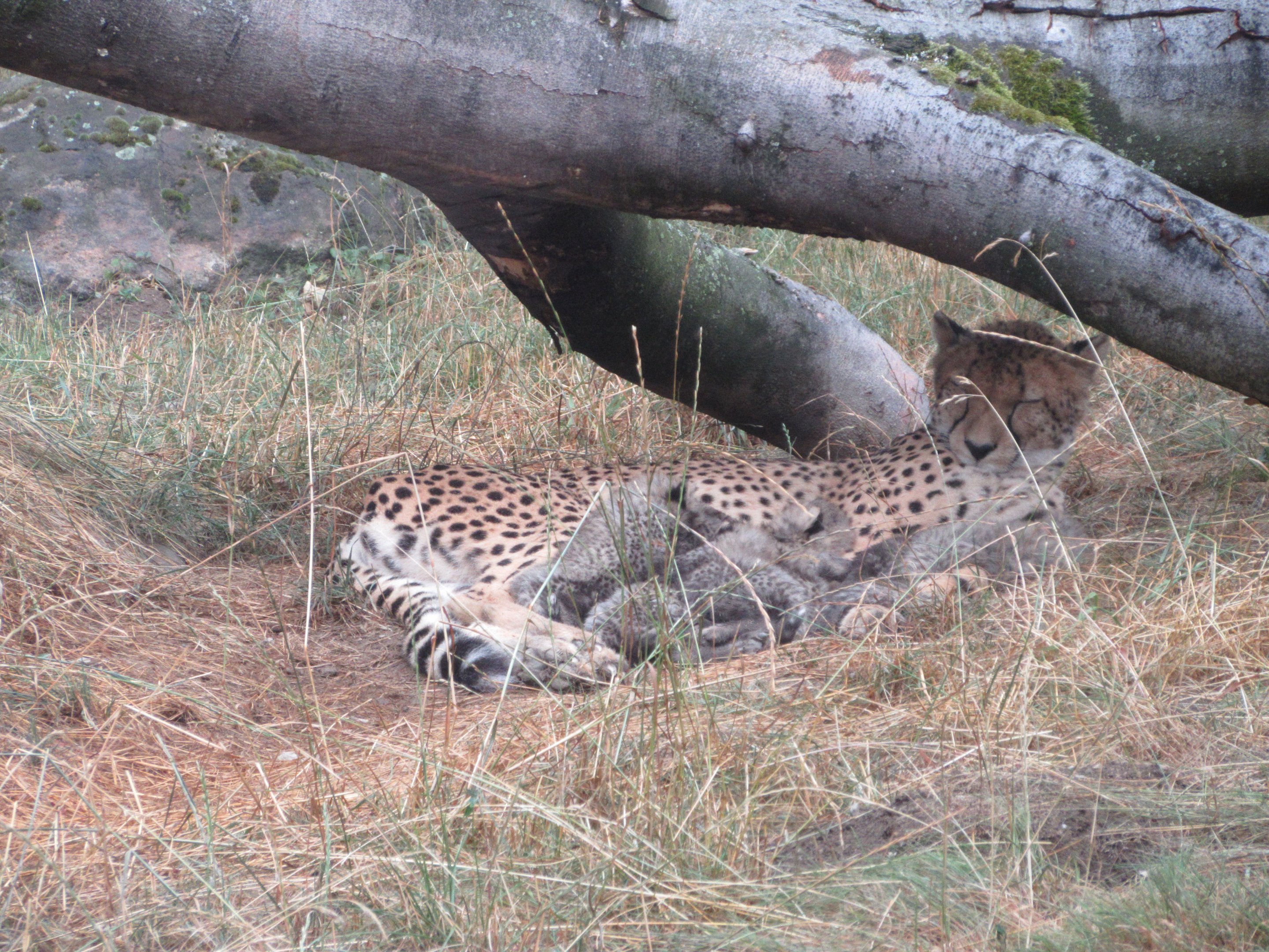Cheetah (mama with 6 one-month old cubs)