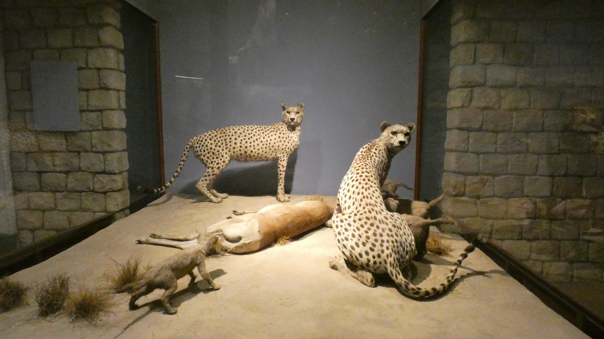 Cheetah, Mammals of Africa - Feb. 2022