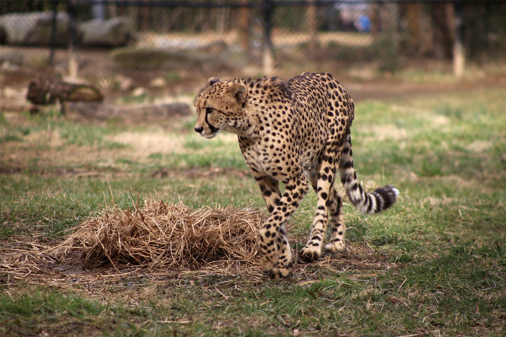 Cheetah, March 2019