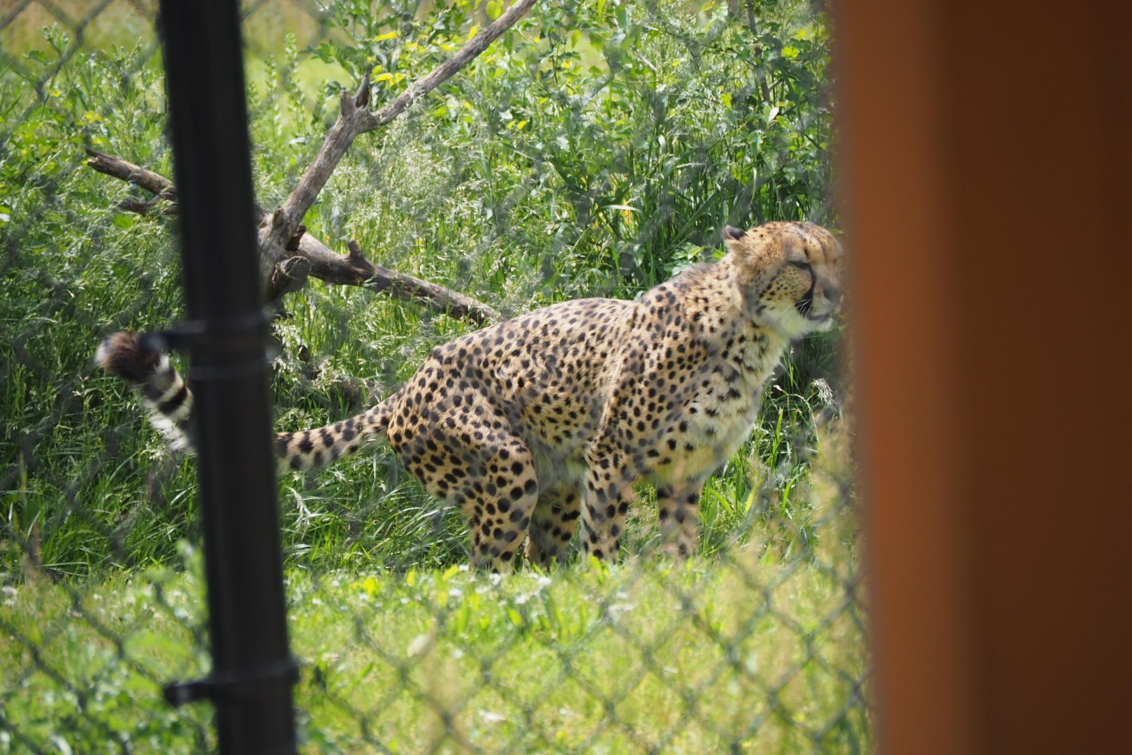 Cheetah marking territory