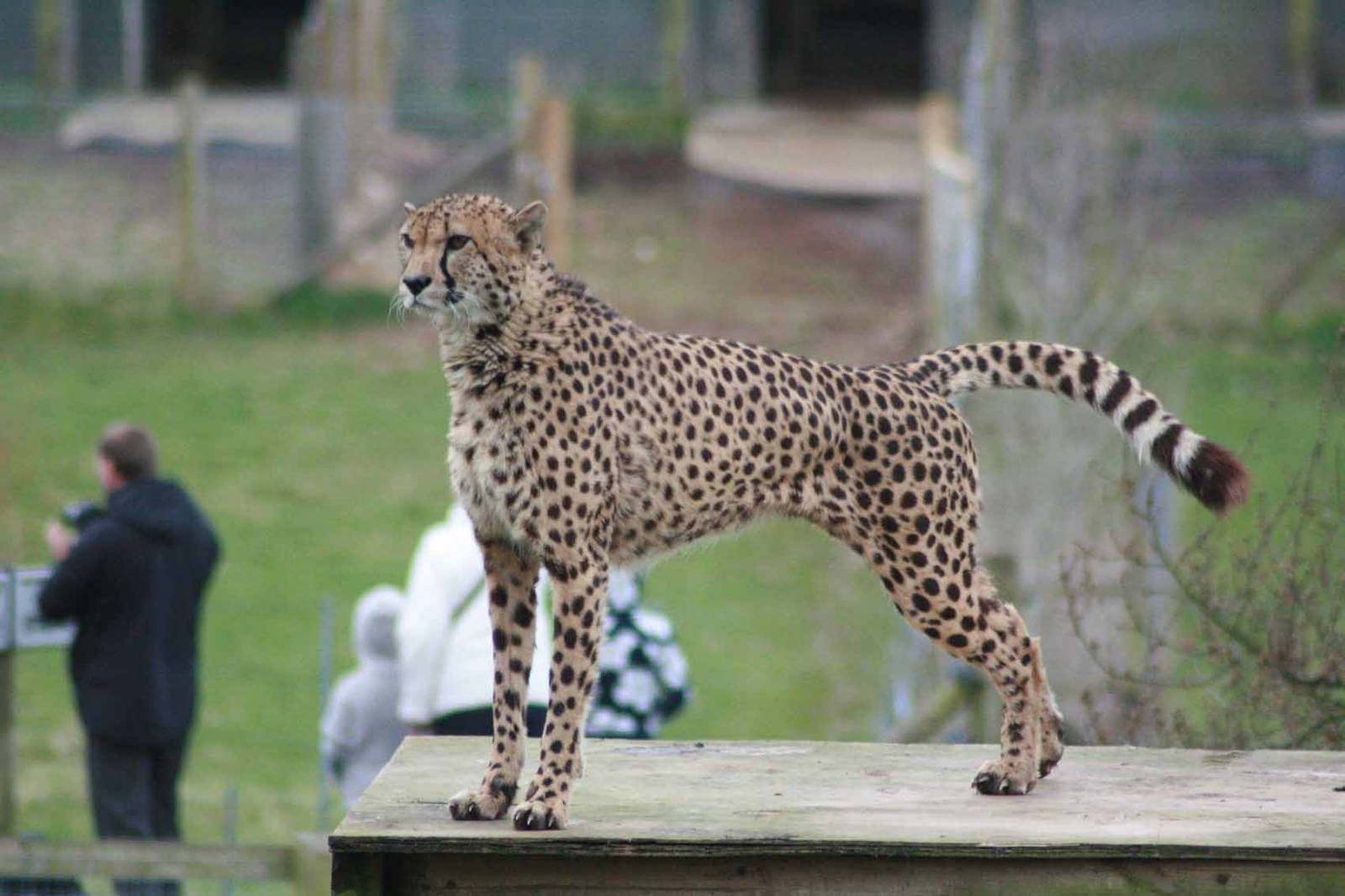 Cheetah, Marwell Wildlife