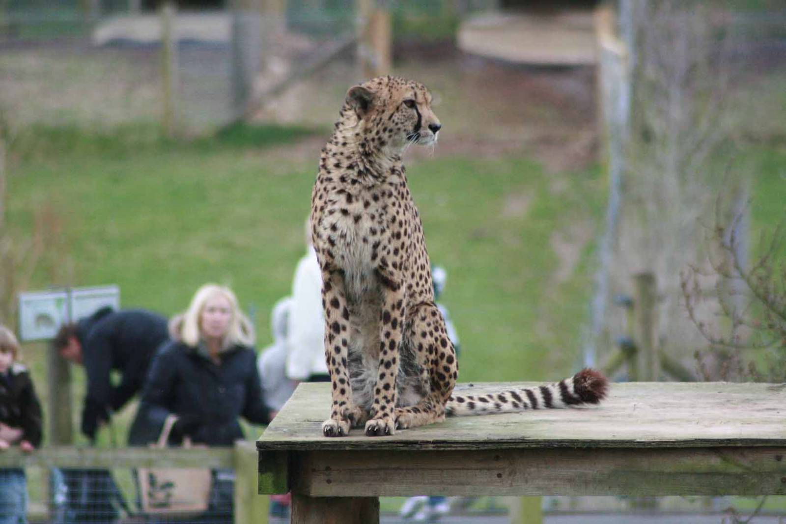 Cheetah, Marwell Wildlife