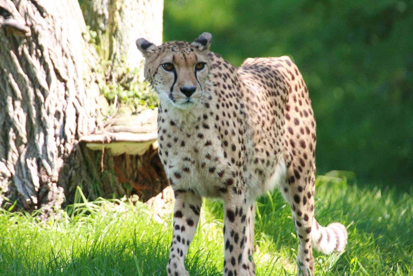 Cheetah, Marwell Wildlife